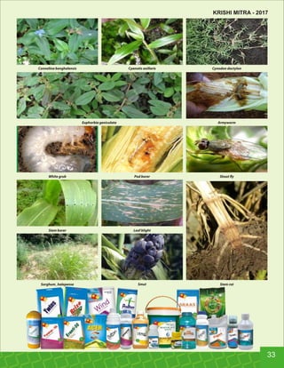 Connelina benghalensis Cyanotis axillaris Cynodon dactylon
Euphorbia geniculata Armyworm
White grub Pod borer Shoot y
Stem borer Leaf blight
Sorghum_halepense Smut Stem rot
33
KRISHI MITRA - 2017
 