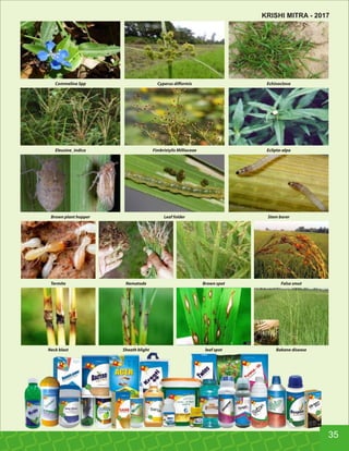 Commelina Spp Cyperus diﬀormis Echinoclova
Eleusine_indica Fimbristylis Milliaceae Eclipta-alpa
Brown plant hopper Leaf folder Stem borer
Termite Nematode Brown spot False smut
Neck blast Sheath blight leaf spot Bakane disease
35
KRISHI MITRA - 2017
 
