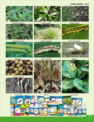 Connelina benghalensis Cyanotis axillaris Cynodon dactylon
Euphorbia geniculata Sorghum_halepense Helicoverpa armigera
Semilooper Tobacco caterpiller White y
Charcoal rot Root rot leaf curl virus
Cercospora leaf spot
37
KRISHI MITRA - 2017
 