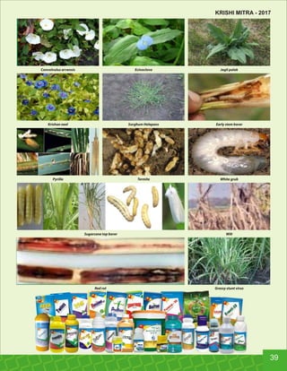 Krishan neel Sorghum Helepans Early stem borer
Pyrilla Termite White grub
Sugarcane top borer Wilt
Red rot Grassy stunt virus
Convolvulus arvensis Ecinoclova Jagli palak
39
KRISHI MITRA - 2017
 