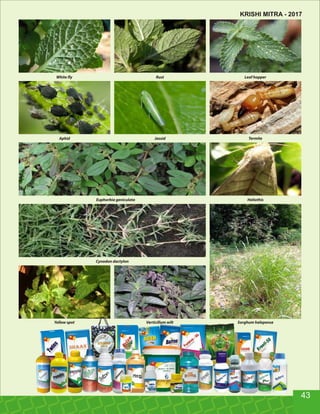 Aphid
Cynodon dactylon
Euphorbia geniculata Heliothis
Jassid
Leaf hopperRust
Sorghum halepense
Termite
Verticillum wiltYellow spot
White fly
43
KRISHI MITRA - 2017
 