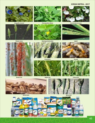Anagallis arvensis Chenopodium album Convolvulus arvensis
Phalais minor Medicago denticulate Aphid
Armyworm Termite
Brown rust Yellow rust Loose smut
Karnal bunt Nematode
45
KRISHI MITRA - 2017
 