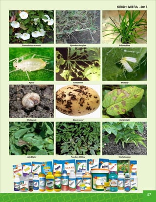 Convolvulus arvensis Cynodon dactylon Echinochloa
Aphid Armyworm White y
White grub Blacvk scruf Early blight
Late blight Powdery Mildew Viral diseases
47
KRISHI MITRA - 2017
 