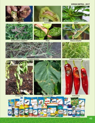 Fruit borerWilt Aphid
ThripsDactyloctenium aegyptium Tobacco caterpiller
Cynodone dactylon Echinochloa crusgalli
Bacterial leaf spotDamping oﬀ Anthracnose
49
KRISHI MITRA - 2017
 