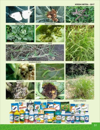 Bacerial Soft RotWorm Butter y Dactyloctenium Aegyptium
AphidDiamond Back Moth
Cynodone dactylon Echinochloa crusgalli
Back moth caterpillerSpodopetra
Black rotDowney mildew Sorghum halepense
51
KRISHI MITRA - 2017
 