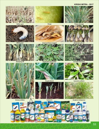 Yellow spot Thrips Thrips damage
White grub Seed and Root maggot Bacterial soft rot
Damping oﬀ Euphorbia geniculata Cynodon dactylon
Purple blotch Cyanotis axillaris
Cutworm Sorghum halepenseDowny mildew
53
KRISHI MITRA - 2017
 