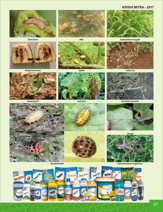 AphidBrinjal fruit borer Collar rot
MiteStem Borer Echinochloa Crusgalli
Leaf spotDamping oﬀ Cynodone dactylon
Jassid
Dactyloctenium aegyptiumSpotted beetle
57
KRISHI MITRA - 2017
 