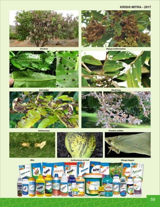 Anthracnose on fruitMite Mango hopper
Anthracnose Powdery mildew
Gall midge Mealy bug
Die Back Mango malformation
59
KRISHI MITRA - 2017
 