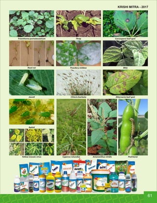 Root rot
Aphid
Chloris barbata Alternaria leaf spot
Powdery mildew
Cercospora leaf spotThrip
Pod borer
Mite
Cyperus rotundusYellow mosaic virus
Trianthema portulacastrum
Amaranthus viridis
Jassid
61
KRISHI MITRA - 2017
 