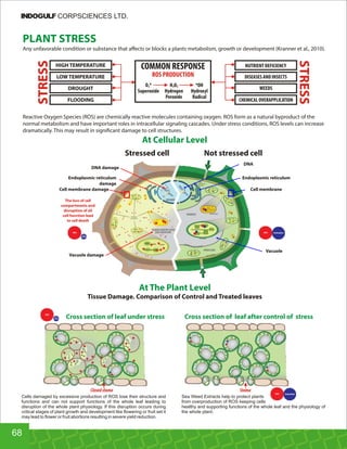 Stressed cell Not stressed cell
DNA damage
Endoplasmic reticulum
damage
Cell membrane damage
The loss of cell
compartments and
disruption of all
cell function lead
to cell death
Vacuole damage
Vacuole
DNA
Endoplasmic reticulum
Cell membrane
PLANT STRESS
Any unfavorable condition or substance that aﬀects or blocks a plants metabolism, growth or development (Kranner et al., 2010).
Reactive Oxygen Species (ROS) are chemically reactive molecules containing oxygen. ROS form as a natural byproduct of the
normal metabolism and have important roles in intracellular signaling cascades. Under stress conditions, ROS levels can increase
dramatically. This may result in signi cant damage to cell structures.
At Cellular Level
STRESS
STRESS
HIGH TEMPERATURE
LOW TEMPERATURE
DROUGHT
FLOODING
NUTRIENT DEFICIENCY
DISEASES AND INSECTS
WEEDS
CHEMICAL OVERAPPLICATION
COMMON RESPONSE
ROS PRODUCTION
O *2
Superoxide
H O2 2
Hydrogen
Peroxide
*OH
Hydroxyl
Radical
At The Plant Level
Tissue Damage. Comparison of Control and Treated leaves
Cross section of leaf under stress Cross section of leaf after control of stress
Cells damaged by excessive production of ROS lose their structure and
functions and can not support functions of the whole leaf leading to
disruption of the whole plant physiology. If this disruption occurs during
critical stages of plant growth and development like ﬂowering or fruit set it
may lead to ﬂower or fruit abortions resulting in severe yield reduction.
Sea Weed Extracts help to protect plants
from overproduction of ROS keeping cells
healthy and supporting functions of the whole leaf and the physiology of
the whole plant.
Closedstoma Stoma
68
INDOGULF CORPSCIENCES LTD.
 