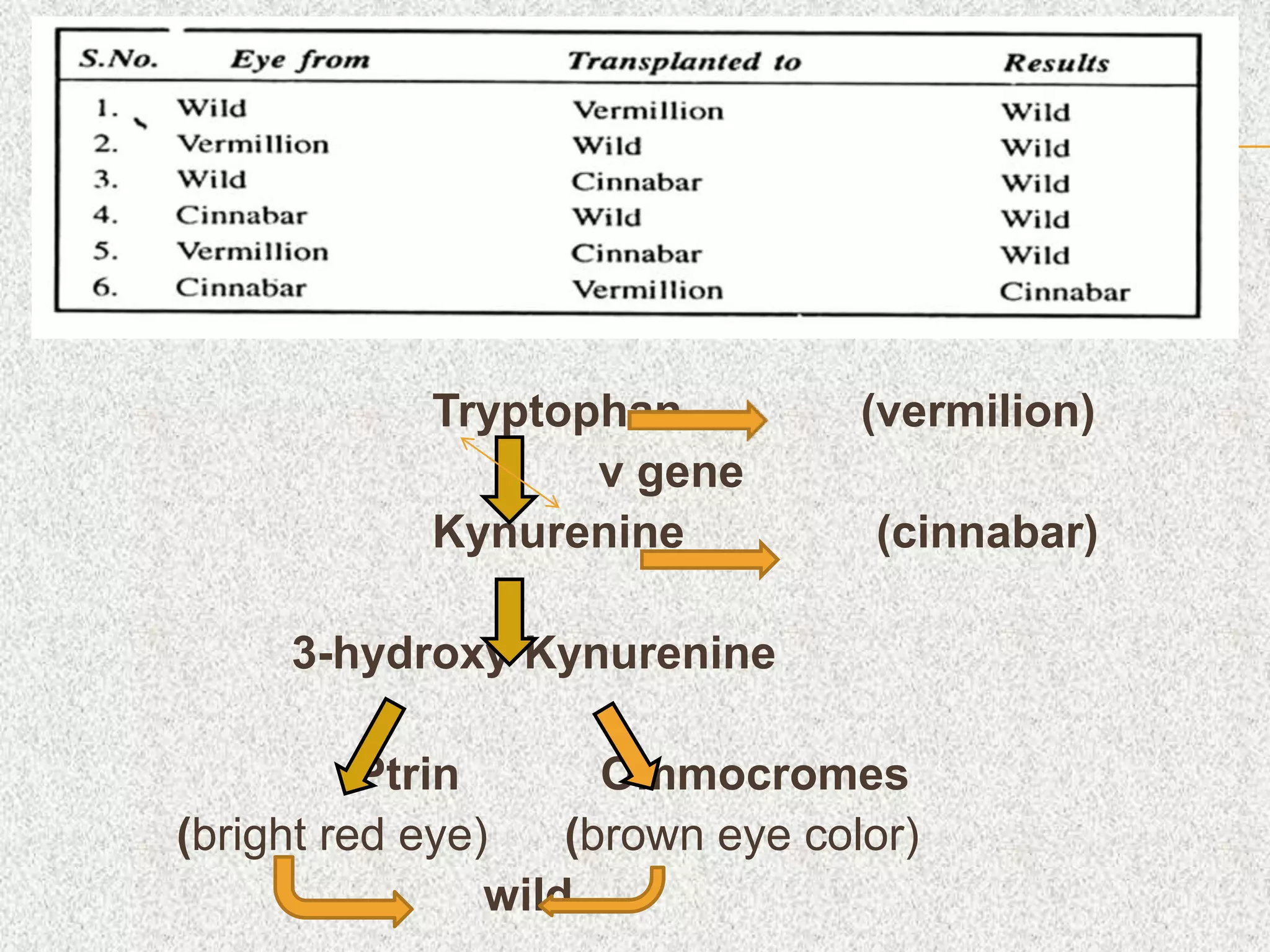 Tryptophan (vermilion)
v gene
Kynurenine (cinnabar)
3-hydroxy Kynurenine
Ptrin Ommocromes
(bright red eye) (brown eye color)
wild
 