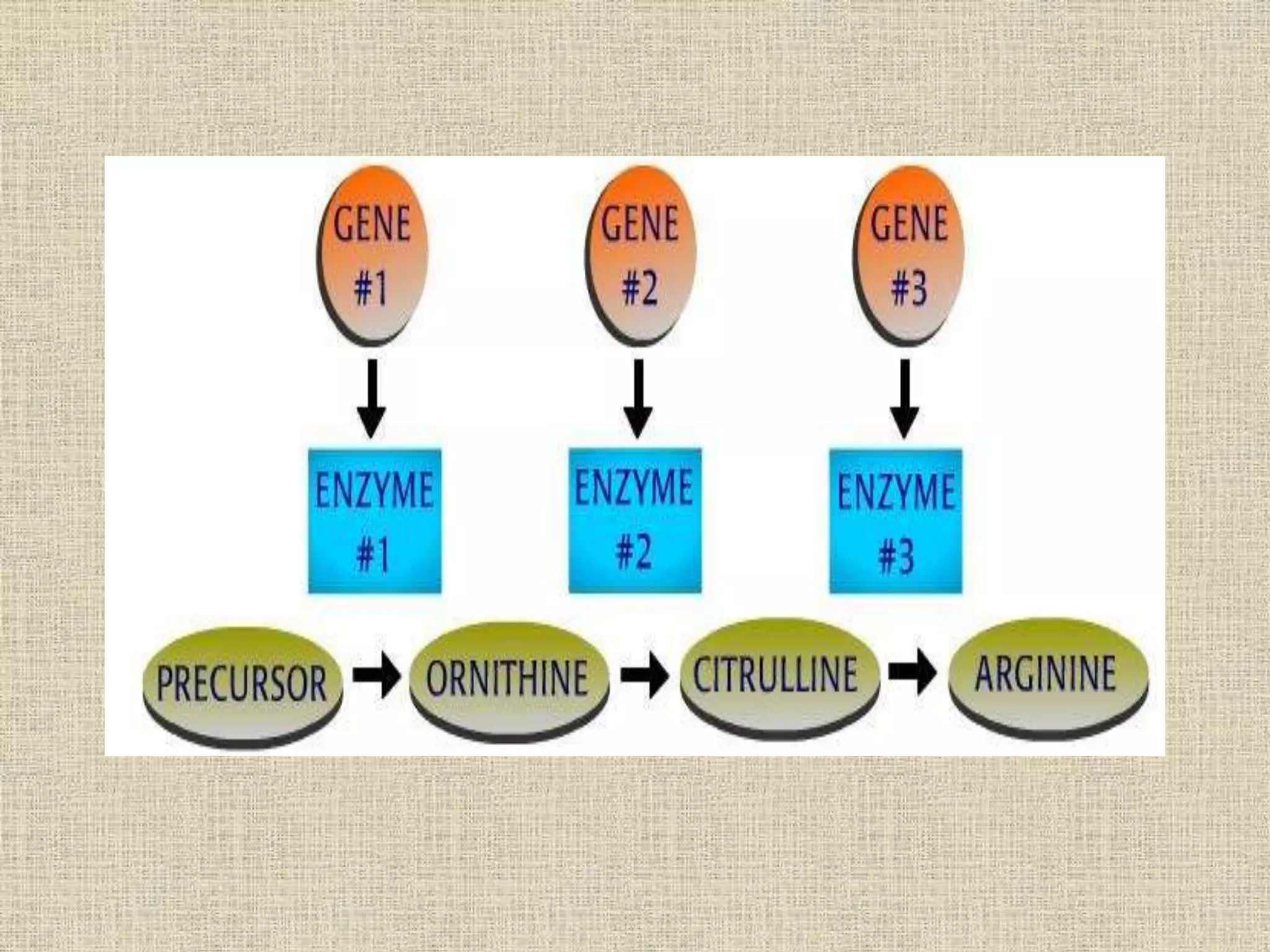 BIOCHEMICAL MUTATION/GENETICS