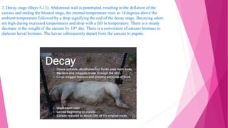3. Decay stage (Days 5-13): Abdominal wall is penetrated, resulting in the deflation of the
carcass and ending the bloated stage, the internal temperature rises to 14 degrees above the
ambient temperature followed by a drop signifying the end of the decay stage. Decaying odors
are high during increased temperatures and drop with a fall in temperature. There is a steady
decrease in the weight of the carcass by 10th day. There is a conversion of carcass biomass to
dipteran larval biomass. The larvae subsequently depart from the carcass to pupate.
 