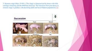 5. Remains stage (Days 18-90+): This stage is characterized by bones with little
cartilage remaining and the BOD has dried up. The transition from post-decay to
remains stage is gradual, with declining adult and larval Diptera populations.[7]
 
