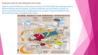 Using insect data for determining the site of crime
There are reported differences in the species of insects involved with the decomposing corpse in
different habitats and environments. A careful examination can reveal species variation, as
species associated with one type of habitat present on a corpse is found to be different from
those when the corpse is transported after death.
 