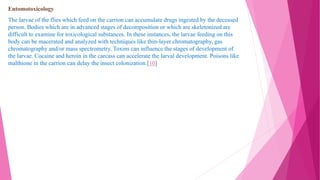 Entomotoxicology
The larvae of the flies which feed on the carrion can accumulate drugs ingested by the deceased
person. Bodies which are in advanced stages of decomposition or which are skeletonized are
difficult to examine for toxicological substances. In these instances, the larvae feeding on this
body can be macerated and analyzed with techniques like thin-layer chromatography, gas
chromatography and/or mass spectrometry. Toxins can influence the stages of development of
the larvae. Cocaine and heroin in the carcass can accelerate the larval development. Poisons like
malthione in the carrion can delay the insect colonization.[10]
 