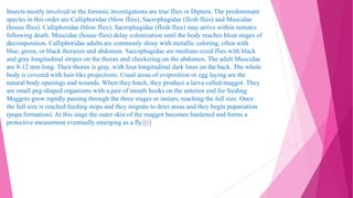 Insects mostly involved in the forensic investigations are true flies or Diptera. The predominant
species in this order are Calliphoridae (blow flies), Sacrophagidae (flesh flies) and Muscidae
(house flies). Calliphoridae (blow flies), Sacrophagidae (flesh flies) may arrive within minutes
following death. Muscidae (house flies) delay colonization until the body reaches bloat stages of
decomposition. Calliphoridae adults are commonly shiny with metallic coloring, often with
blue, green, or black thoraxes and abdomen. Sarcophagidae are medium-sized flies with black
and gray longitudinal stripes on the thorax and checkering on the abdomen. The adult Muscidae
are 8-12 mm long. Their thorax is gray, with four longitudinal dark lines on the back. The whole
body is covered with hair-like projections. Usual areas of oviposition or egg laying are the
natural body openings and wounds. When they hatch, they produce a larva called maggot. They
are small peg-shaped organisms with a pair of mouth hooks on the anterior end for feeding.
Maggots grow rapidly passing through the three stages or instars, reaching the full size. Once
the full size is reached feeding stops and they migrate to drier areas and they begin pupariation
(pupa formation). At this stage the outer skin of the maggot becomes hardened and forms a
protective encasement eventually emerging as a fly.[6]
 