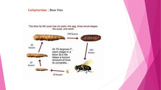 Calliphoridae : Blow flies
 