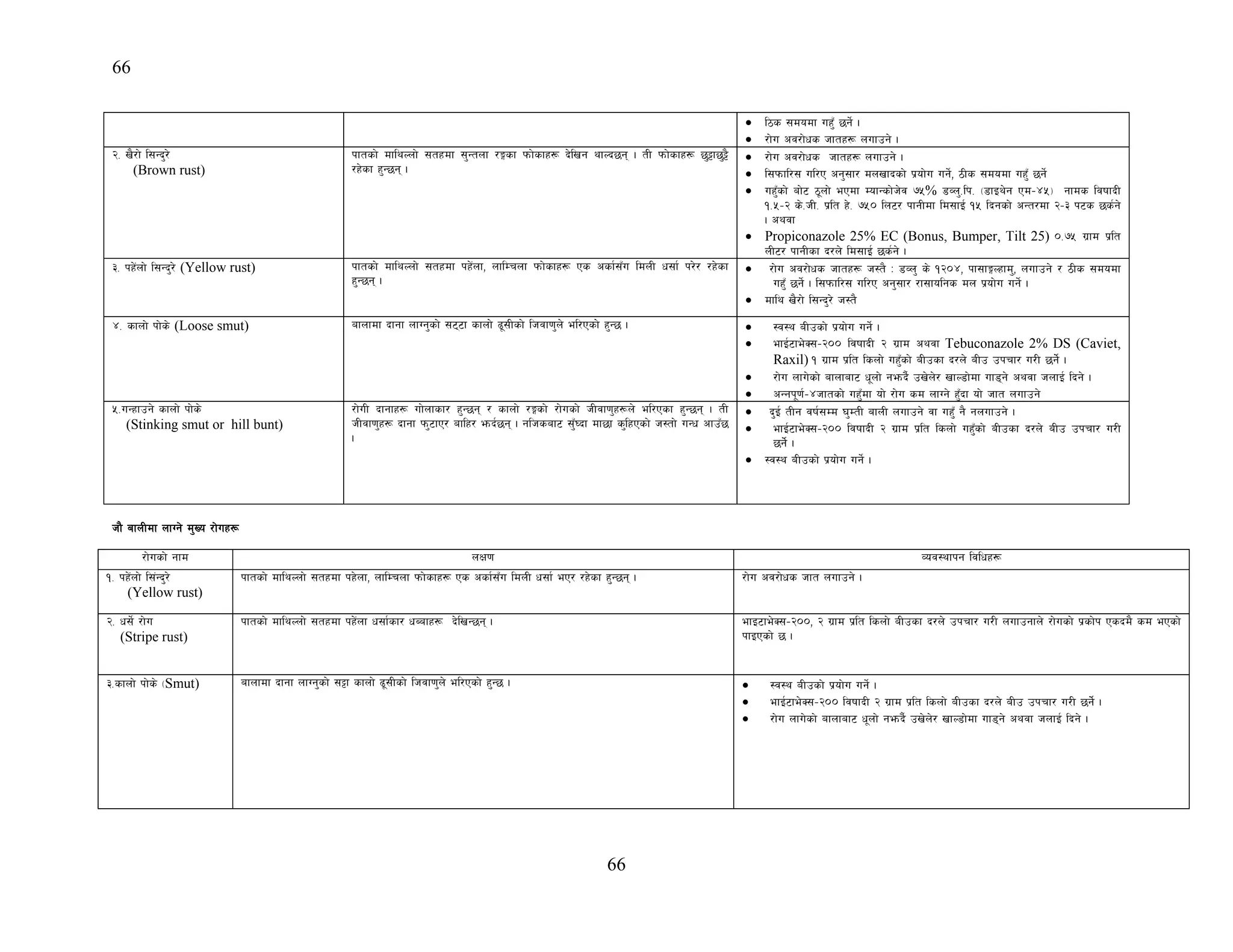 66
66
• l7s ;dodf ux'F 5g]{ .
• /f]u cj/f]ws hftx¿ nufpg] .
@= v}/f] l;Gb'/]
(Brown rust)
kftsf] dflyNnf] ;txdf ;'Gtnf /Ësf kmf]sfx¿ b]lvg yfNb5g . tL kmf]sfx¿ 5'§f5'§}
/x]sf x'G5g .
• /f]u cj/f]ws hftx¿ nufpg] .
• l;kmfl/; ul/P cg';f/ dnvfbsf] k|of]u ug]{, 7Ls ;dodf ux'F 5g]{
• ux'Fsf] af]6 7"nf] ePdf DofGsf]h]j &%% 8Jn'=lk= -8fOy]g Pd–$%_ gfds ljiffbL
!=%–@ s]=hL= k|lt x]= &%) ln6/ kfgLdf ld;fO{ !% lbgsf] cGt/df @–# k6s 5s{g]
. cyjf
• Propiconazole 25% EC (Bonus, Bumper, Tilt 25) )=&% u|fd k|lt
nL6/ kfgLsf b/n] ld;fO{ 5s{g] .
#= kx]+nf] l;Gb'/] (Yellow rust) kftsf] dflyNnf] ;txdf kx]+nf, nflDrnf kmf]sfx¿ Ps csf{;Fu ldnL w;f{ k/]/ /x]sf
x'G5g .
• /f]u cj/f]ws hftx¿ h:t} M 8Jn' s] !@)$, kf;fËNxfd', nufpg] / 7Ls ;dodf
ux'F 5g]{ . l;kmfl/; ul/P cg';f/ /f;folgs dn k|of]u ug]{ .
• dfly v}/f] l;Gb'/] h:t}
$= sfnf] kf]s] (Loose smut) afnfdf bfgf nfUg'sf] ;66f sfnf] 9";Lsf] lhjf0f'n] el/Psf] x'G5 . • :j:y aLpsf] k|of]u ug]{ .
• efO{6fe]S;–@)) ljiffbL @ u|fd cyjf Tebuconazole 2% DS (Caviet,
Raxil) ! u|fd k|lt lsnf] ux'Fsf] aLpsf b/n] aLp pkrf/ u/L 5g]{]{ .
• /f]u nfu]sf] afnfaf6 w"nf] gemb}{ pv]n]/ vfN8f]df uf8g] cyjf hnfO{ lbg] .
• cGgk"0f{–$hftsf] ux'Fdf of] /f]u sd nfUg] x'Fbf of] hft nufpg]
%=uGxfpg] sfnf] kf]s]
(Stinking smut or hill bunt)
/f]uL bfgfx¿ uf]nfsf/ x'G5g / sfnf] /Ësf] /f]usf] hLjf0f'x¿n] el/Psf x'G5g . tL
hLjf0f'x¿ bfgf km'6fP/ aflx/ emb{5g . glhsaf6 ;'F£bf df5f s'lxPsf] h:tf] uGw cfpF5
.
• b'O{ tLg jif{;Dd 3'DtL afnL nufpg] jf ux'F g} gnufpg] .
• efO{6fe]S;–@)) ljiffbL @ u|fd k|lt lsnf] ux'Fsf] aLpsf b/n] aLp pkrf/ u/L
5g]{]{ .
• :j:y aLpsf] k|of]u ug]{ .
hf} afnLdf nfUg] d'Vo /f]ux¿
/f]usf] gfd nIf0f Joj:yfkg ljlwx¿
!= kx]+nf] l;+Gb'/]
(Yellow rust)
kftsf] dflyNnf] ;txdf kx]nf, nflDrnf kmf]sfx¿ Ps csf{;Fu ldnL w;f{ eP/ /x]sf x'G5g . /f]u cj/f]ws hft nufpg] .
@= w;]{ /f]u
(Stripe rust)
kftsf] dflyNnf] ;txdf kx]+nf w;f{sf/ wAafx¿ b]lvG5g . efO6fe]S;–@)), @ u|fd k|lt lsnf] aLpsf b/n] pkrf/ u/L nufpgfn] /f]usf] k|sf]k Psbd} sd ePsf]
kfOPsf] 5 .
#=sfnf] kf]s] -Smut) afnfdf bfgf nfUg'sf] ;§f sfnf] 9";Lsf] lhjf0f'n] el/Psf] x'G5 . • :j:y aLpsf] k|of]u ug]{ .
• efO{6fe]S;–@)) ljiffbL @ u|fd k|lt lsnf] aLpsf b/n] aLp pkrf/ u/L 5g]{]{ .
• /f]u nfu]sf] afnfaf6 w"nf] gemb}{ pv]n]/ vfN8f]df uf8g] cyjf hnfO{ lbg] .
 