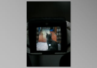 kotak kucing, by krisna satmoko