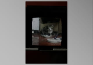 kotak kucing, by krisna satmoko