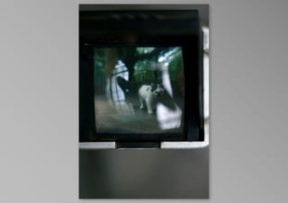 kotak kucing, by krisna satmoko