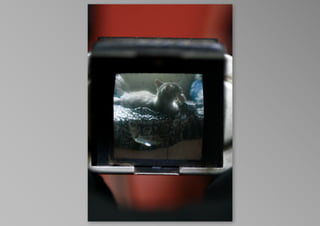 kotak kucing, by krisna satmoko