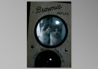 kotak kucing, by krisna satmoko