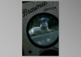 kotak kucing, by krisna satmoko