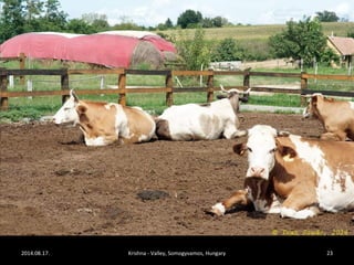 2014.08.17. Krishna - Valley, Somogyvamos, Hungary 23 
 
