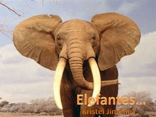 Elefantes! 