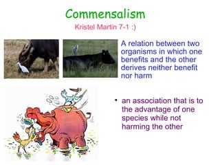 Commensalism Kristel Martin 7-1 :) ,[object Object],[object Object]