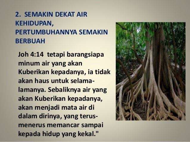 Kristen Daun Atau Akar