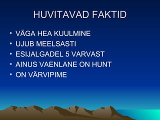 HUVITAVAD FAKTID VÄGA HEA KUULMINE UJUB MEELSASTI ESIJALGADEL 5 VARVAST AINUS VAENLANE ON HUNT ON VÄRVIPIME 