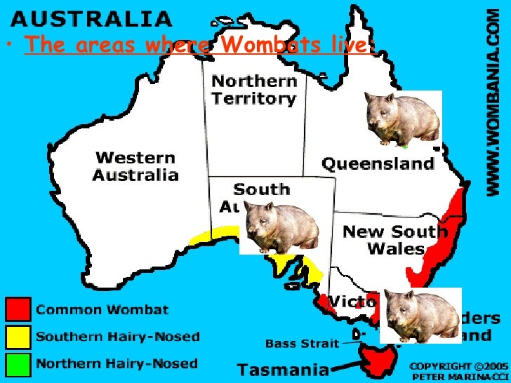 Wombats are funny :)