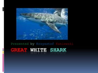 Presented by Krzysztof Kaniewski

GREAT WHITE SHARK
 