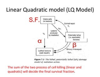 Lq Model CELL SURVIVAL CURVES | PPTX
