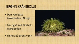 kr-kebolle-sj-pinnsvin-pigghud-pptx