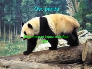 Oso panda
Eder freman lopez ordoñez
802
 