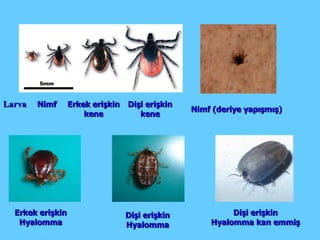 Larva Nimf Erkek erişkin kene Dişi erişkin kene Nimf (deriye yapışmış) Erkek erişkin Hyalomma Dişi erişkin Hyalomma Dişi erişkin Hyalomma kan emmiş 