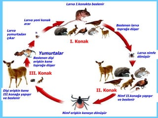 Yumurtalar Larva yumurtadan çıkar Larva yeni konak arar Larva I.konakta beslenir I. Konak Beslenen larva  toprağa düşer Larva nimfe dönüşür II. Konak Nimf II.konağa yapışır ve beslenir Nimf erişkin keneye dönüşür III. Konak Dişi erişkin kene III.konağa yapışır ve beslenir Beslenen dişi erişkin kene toprağa düşer 