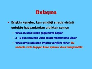 Bulaşma Erişkin k eneler , kan emdiği sırada virüsü  enfekte hayvanlardan aldıktan sonra;  Virüs 36 saat içinde çoğalmaya başlar 3 - 5 gün sonunda virüs sayısı maksimum a   ulaşır Virüs sayısı  azalarak aylarca varlığını korur.  Bu nedenle virüs taşıyan  kene aylarca virus bulaştırabilir.   