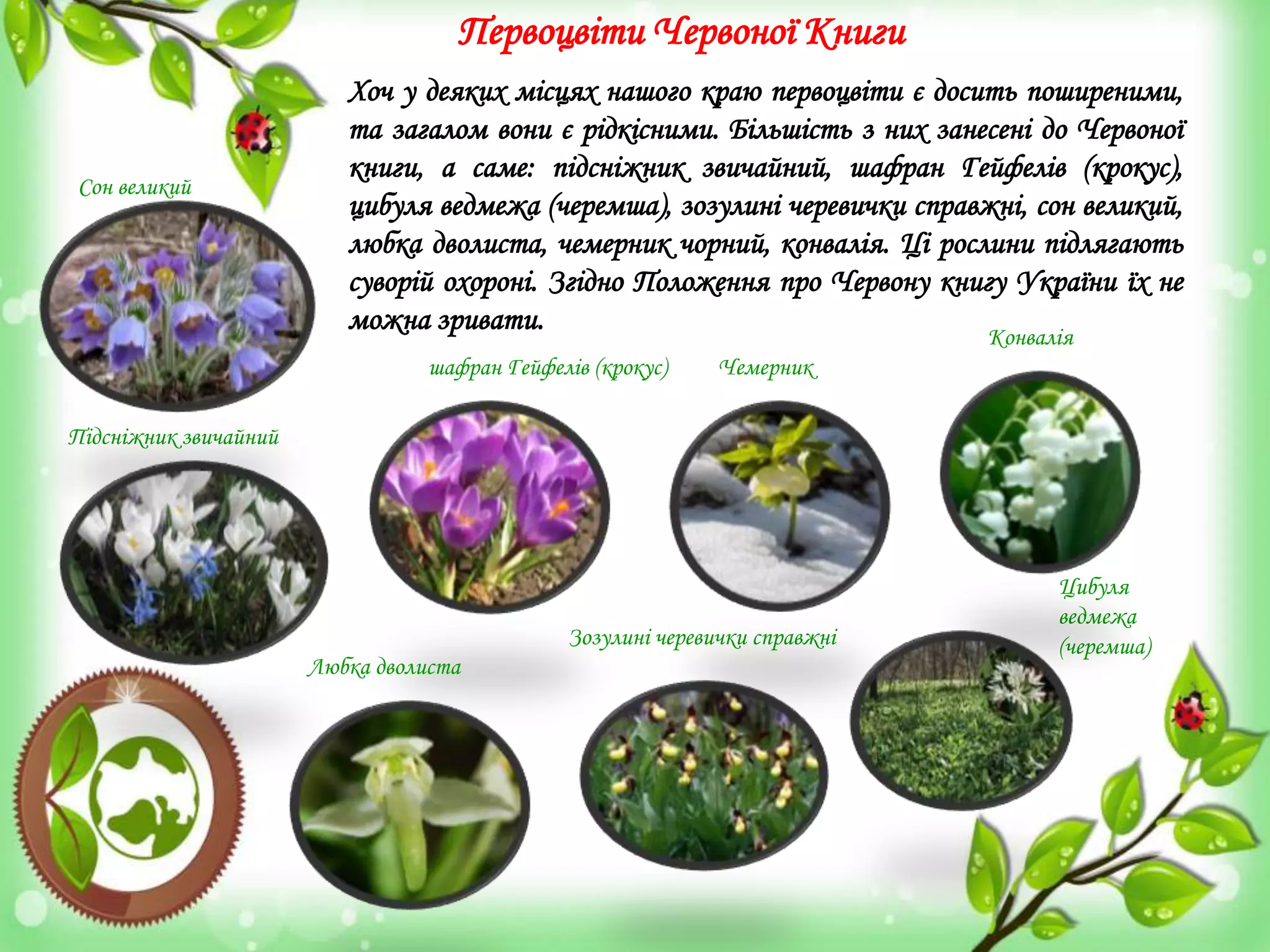 Первоцвіти Червоної Книги
Хоч у деяких місцях нашого краю первоцвіти є досить поширеними,
та загалом вони є рідкісними. Більшість з них занесені до Червоної
книги, а саме: підсніжник звичайний, шафран Гейфелів (крокус),
цибуля ведмежа (черемша), зозулині черевички справжні, сон великий,
любка дволиста, чемерник чорний, конвалія. Ці рослини підлягають
суворій охороні. Згідно Положення про Червону книгу України їх не
можна зривати.
Підсніжник звичайний
Сон великий
шафран Гейфелів (крокус)
Любка дволиста
Зозулині черевички справжні
Цибуля
ведмежа
(черемша)
Чемерник
Конвалія
 