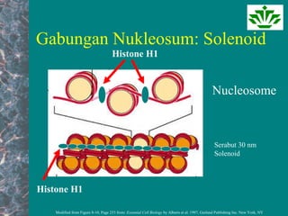 Gabungan Nukleosum: Solenoid
Modified from Figure 8-10, Page 253 from: Essential Cell Biology by Alberts et al. 1997, Garland Publishing Inc. New York, NY
Nucleosome
Serabut 30 nm
Solenoid
Histone H1
Histone H1
 