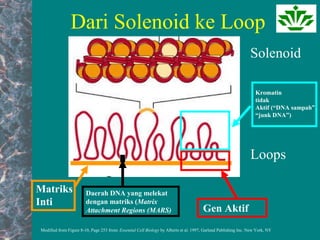 Dari Solenoid ke Loop
Modified from Figure 8-10, Page 253 from: Essential Cell Biology by Alberts et al. 1997, Garland Publishing Inc. New York, NY
Solenoid
Loops
Matriks
Inti
Gen Aktif
Kromatin
tidak
Aktif (“DNA sampah”/
“junk DNA”)
Daerah DNA yang melekat
dengan matriks (Matrix
Attachment Regions (MARS)
 