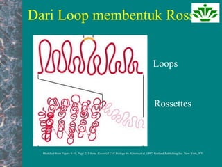 Dari Loop membentuk Rosset
Modified from Figure 8-10, Page 253 from: Essential Cell Biology by Alberts et al. 1997, Garland Publishing Inc. New York, NY
Rossettes
Loops
 