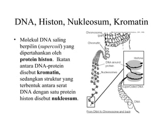 DNA, Histon, Nukleosum, Kromatin
• Molekul DNA saling
berpilin (supercoil) yang
dipertahankan oleh
protein histon. Ikatan
antara DNA-protein
disebut kromatin,
sedangkan struktur yang
terbentuk antara serat
DNA dengan satu protein
histon disebut nukleosum.
 