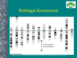 Modified from Figure 8-3, Page 248 from: Essential Cell Biology by Alberts et al. 1997, Garland Publishing Inc. New York, NY
Berbagai Kromosum
 