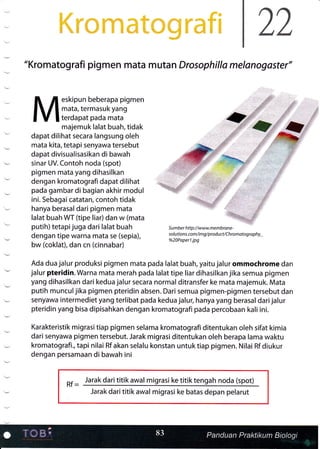 ti
1.,:rirt1,l,!iti':"..,r,
'i, i' it i."i
ril'''- .,
tt': t: a ::l:
,: .::. --.t ,.: ;:,
:i: /r t-:i ri :r-i
)')
L^L
"Kromatografi pigmen mata mutan Drosophilla melanogoster"
eskipun beberapa pigmen
mata, termasuk yang
terdapat pada mata
majemuk lalat buah, tidak
dapat dilihat secara langsung oleh
mata kita, tetapi senyawa tersebut
dapat divisualisasikan di bawah
sinar UV. Contoh noda (spot)
pigmen mata yang dihasilkan
dengan kromatografi dapat dilihat
pada gambar di bagian akhir modul
ini. Sebagai catatan, contoh tidak
hanya berasal dari pigmen mata
lalat buah WT (tipe liafl dan w (mata
putih) tetapijuga dari lalat buah
dengan tipe warna mata se (sepia),
bw (coklat), dan cn (cinnabar)
Ada dua jalur produksi pigmen mata pada lalat buah, yaitu jalur ommochrome dan
jalur pteridin. Warna mata merah pada lalat tipe liar dihasilkan jika semua pigmen
yang dihasilkan dari kedua jalur secara normal ditransfer ke mata majemuk. Mata
putih munculjika pigmen pteridin absen. Dari semua pigmen-pigmen tersebut dan
senyawa intermediet yang terlibat pada kedua jalur, hanya yang berasal darijalur
pteridin yang bisa dipisahkan dengan kromatografi pada percobaan kali ini.
Karakteristik migrasitiap pigmen selama kromatografiditentukan oleh sifat kimia
dari senyawa pigmen tersebut. Jarak migrasi ditentukan oleh berapa lama waktu
kromatografi., tapi nilai Rf akan selalu konstan untuk tiap pigmen. Nilai Rf diukur
dengan persamaan di bawah ini
Rf=
Jarak dari titik awal migrasi ke titik tengah noda (spot)
Jarak dari titik awal migrasi ke batas depan pelarut
 