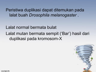 Peristiwa duplikasi dapat ditemukan pada
 lalat buah Drosophila melanogaster .

Lalat normal bermata bulat
Lalat mutan bermata sempit (‘Bar’) hasil dari
  duplikasi pada kromosom-X
 